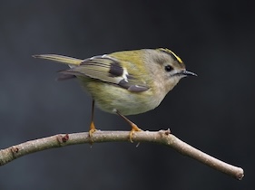 Goldcrest (Regulus regulus)