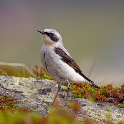 Northern wheatear male