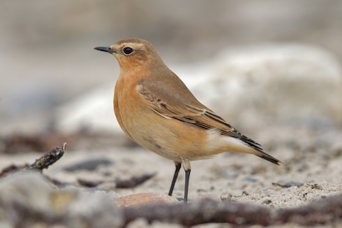 Northern wheatear female