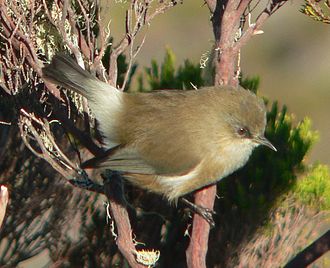 Zosterops borbonicus